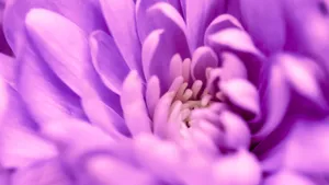 Purple Floral Close Up Wallpaper
