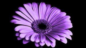 Purple Floral Close Up Wallpaper