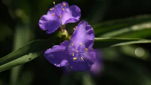 Purple Floral Close Up Wallpaper
