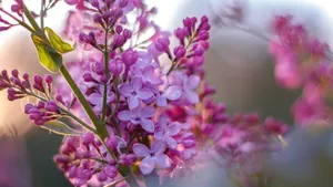 Purple Floral Close Up Wallpaper