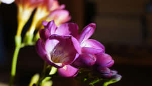 Purple Floral Close Up Wallpaper