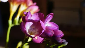 Purple Floral Close Up Wallpaper