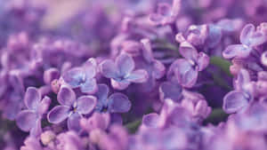Purple Floral Close Up Wallpaper