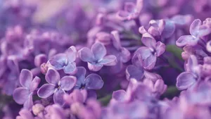 Purple Floral Close Up Wallpaper