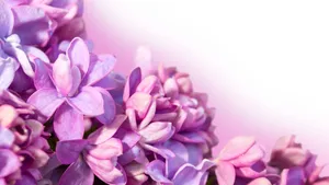 Purple Floral Close Up Wallpaper
