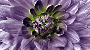 Purple Floral Close Up Wallpaper