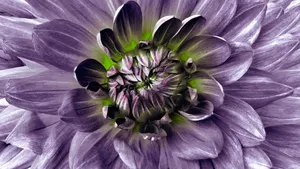 Purple Floral Close Up Wallpaper
