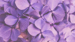 Purple Floral Close Up Wallpaper