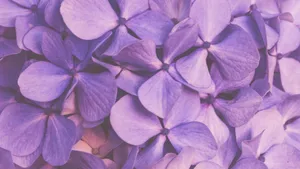 Purple Floral Close Up Wallpaper