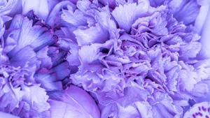 Purple Floral Close Up Wallpaper