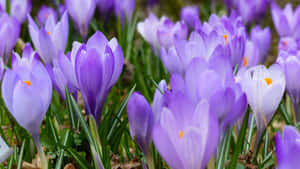 Purple Floral Crocus Blooms Wallpaper