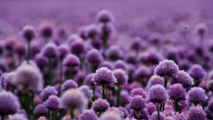 Purple Floral Field Wallpaper
