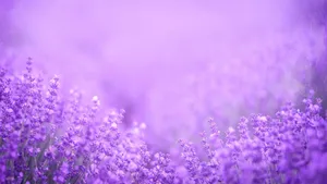 Purple Floral Field Wallpaper