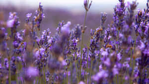 Purple Floral Field Wallpaper