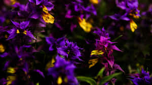 Purple Floral Garden Beauty Wallpaper