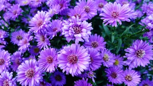 Purple Floral Garden Wallpaper