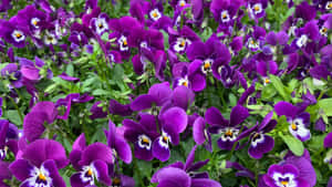 Purple Floral Garden Wallpaper