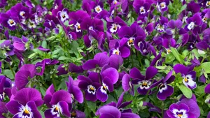Purple Floral Garden Wallpaper