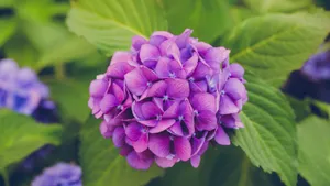 Purple Floral Hydrangea Bloom Wallpaper