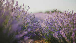 Purple Floral Lavender Field Wallpaper