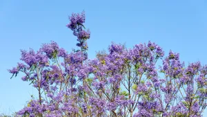 Purple Floral Tree Blossoms Wallpaper