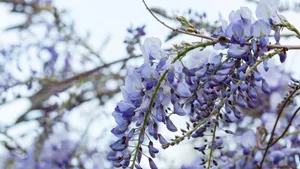 Purple Floral Wisteria Blooms Wallpaper