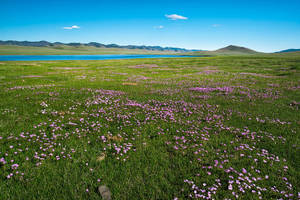 Purple Flower Field Of Mongolias Wallpaper