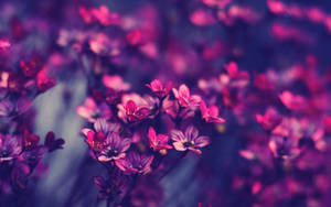 Purple Flowers Aesthetic Laptop Wallpaper