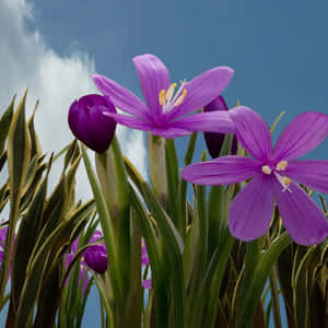 Purple Flowers In A Field Wallpaper