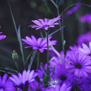 Purple Flowers In A Field Wallpaper