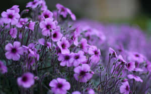 Purple Flowers In A Garden With Dark Background Wallpaper