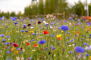 Purple Flowers Meadow Wallpaper