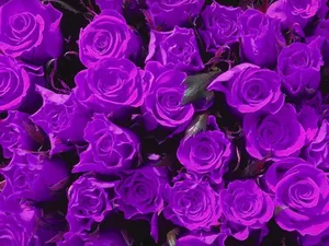 Purple Flowers Roses Close Up Shot Wallpaper