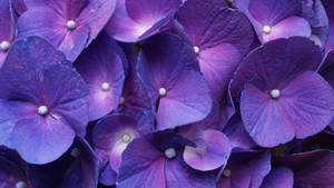 Purple French Hydrangea Flower Laptop Wallpaper