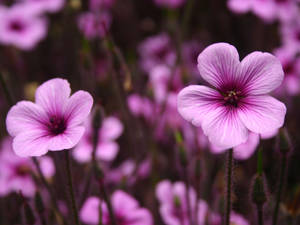 Purple Giant Herb Robert Flower Laptop Wallpaper