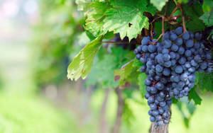 Purple Grape Fruit Wallpaper