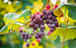 Purple Grapes At Harvest Wallpaper