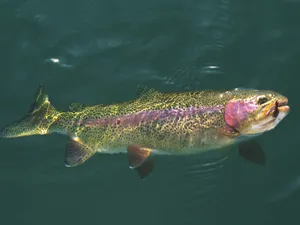 Purple Green Trout Wallpaper