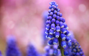 Purple Hyacinth Buds Wallpaper