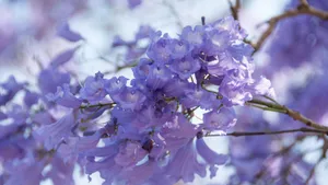 Purple Jacaranda Blossoms Wallpaper