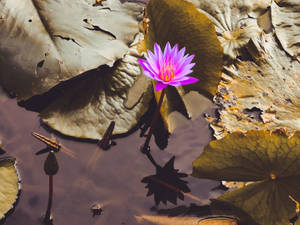 Purple Lotus Flower Wallpaper