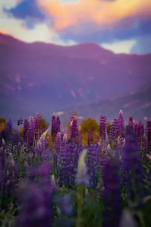 Purple Lupine Field Mountain Sunset Wallpaper