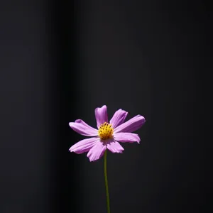 Purple Minimalist Flower Computer Wallpaper