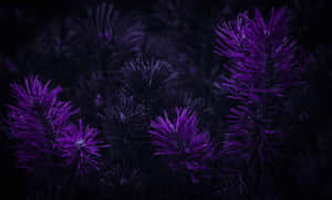 Purple Pine Trees In The Dark Wallpaper