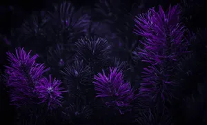 Purple Pine Trees In The Dark Wallpaper