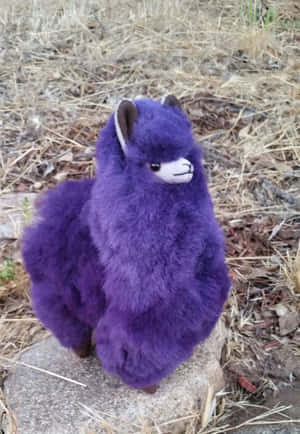 Purple Plush Alpaca Outdoors Wallpaper