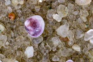 Purple Quahog Pearlon Sand Wallpaper