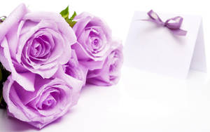 Purple Rose Flowers Wallpaper