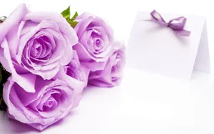 Purple Rose Flowers Wallpaper