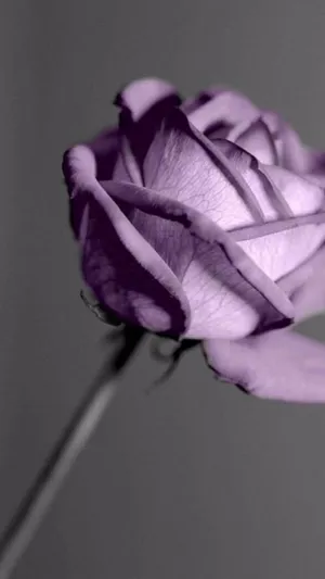 Purple Rose Gray Background Wallpaper